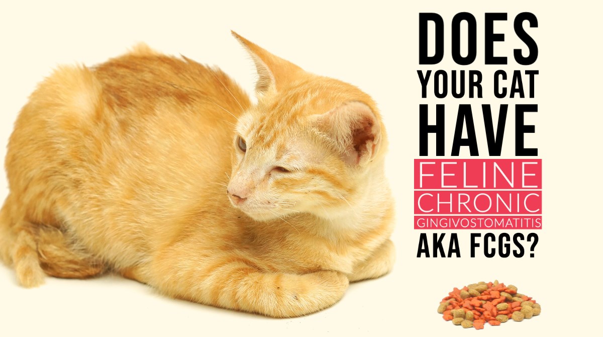 VetCell Therapeutics USA Gets FDA Authorization for DentaHeal Clinical Trial